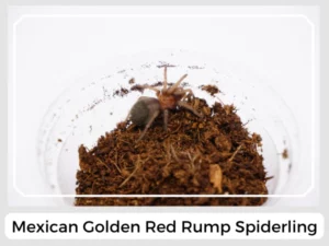 Mexican Golden Red Rump Spiderling