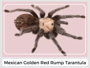 Mexican Golden Red Rump Tarantula