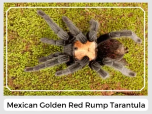 Mexican Golden Red Rump Tarantula Image