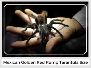 Mexican Golden Red Rump Tarantula Size
