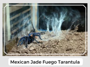 Mexican Jade Fuego Tarantula