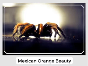 Mexican Orange Beauty