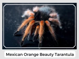 Mexican Orange Beauty Tarantula