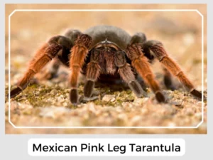 Mexican Pink Leg Tarantula