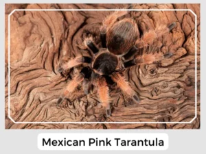 Mexican Pink Tarantula