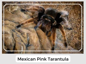 Mexican Pink Tarantula Picture
