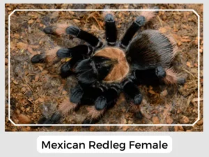 Mexican Redleg Female