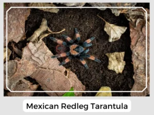 Mexican Redleg Tarantula