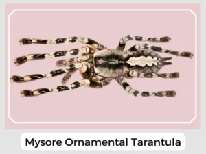 Mysore Ornamental Tarantula