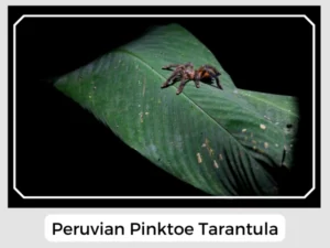 Peruvian Pinktoe Tarantula