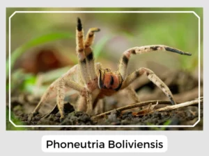 Phoneutria Boliviensis