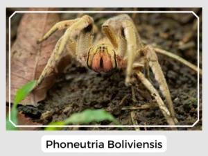 Phoneutria Boliviensis Picture