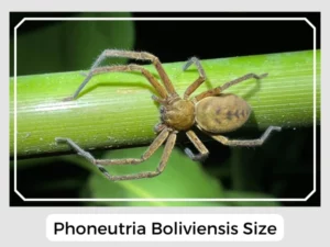 Phoneutria Boliviensis Size