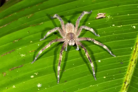 Phoneutria Fera