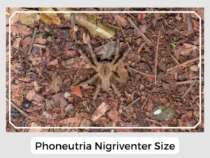 Phoneutria Nigriventer Size
