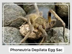 Phoneutria depilata Egg Sac