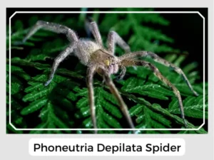 Phoneutria depilata Spider