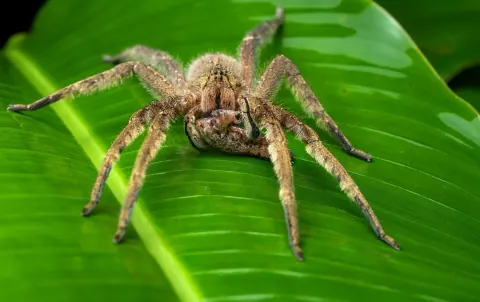 Phoneutria depilata