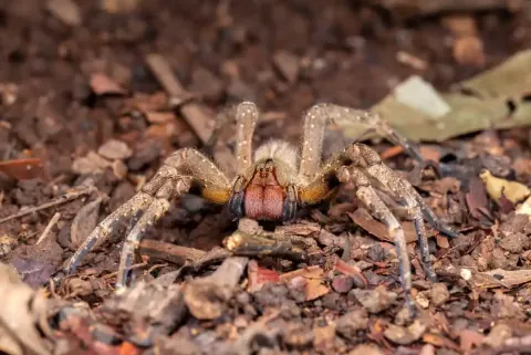 Phoneutria nigriventer