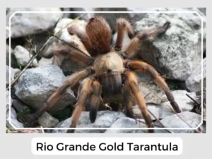 Picture of Rio Grande Gold Tarantula