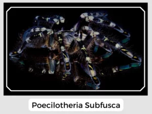 Poecilotheria Subfusca