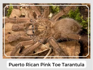 Puerto Rican Pink Toe Tarantula