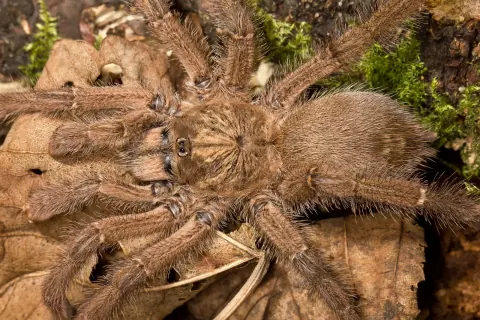 Puerto Rican Pink Toe Tarantula