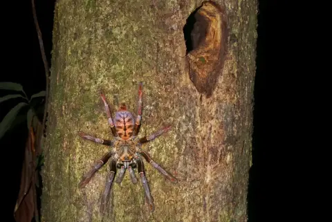 Purple Earth Tiger Tarantula