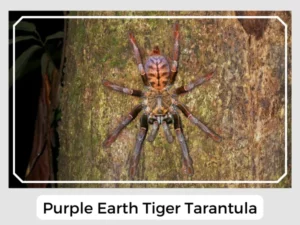 Purple Earth Tiger Tarantula