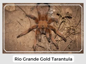 Rio Grande Gold Tarantula
