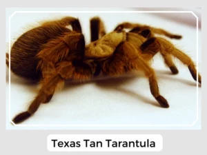 Texas Tan Tarantula