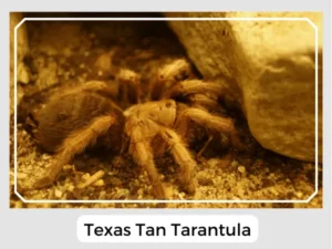Texas Tan Tarantula Image