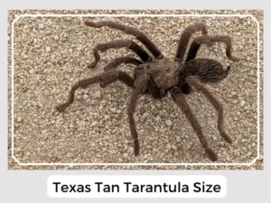 Texas Tan Tarantula Size