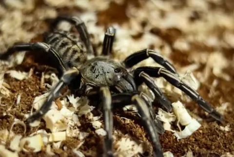 Thailand Zebra Leg Tarantula
