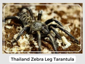 Thailand Zebra Leg Tarantula
