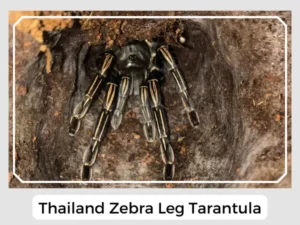 Thailand Zebra Leg Tarantula Image