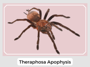 Theraphosa Apophysis