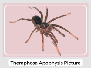 Theraphosa Apophysis Picture