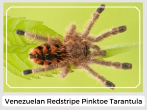 Venezuelan Redstripe Pinktoe Tarantula