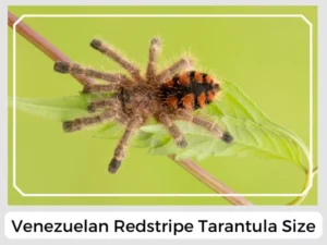 Venezuelan Redstripe Tarantula Size