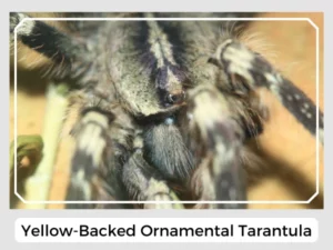 Yellow-Backed Ornamental Tarantula