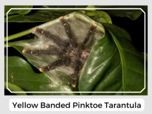 Yellow Banded Pinktoe Tarantula