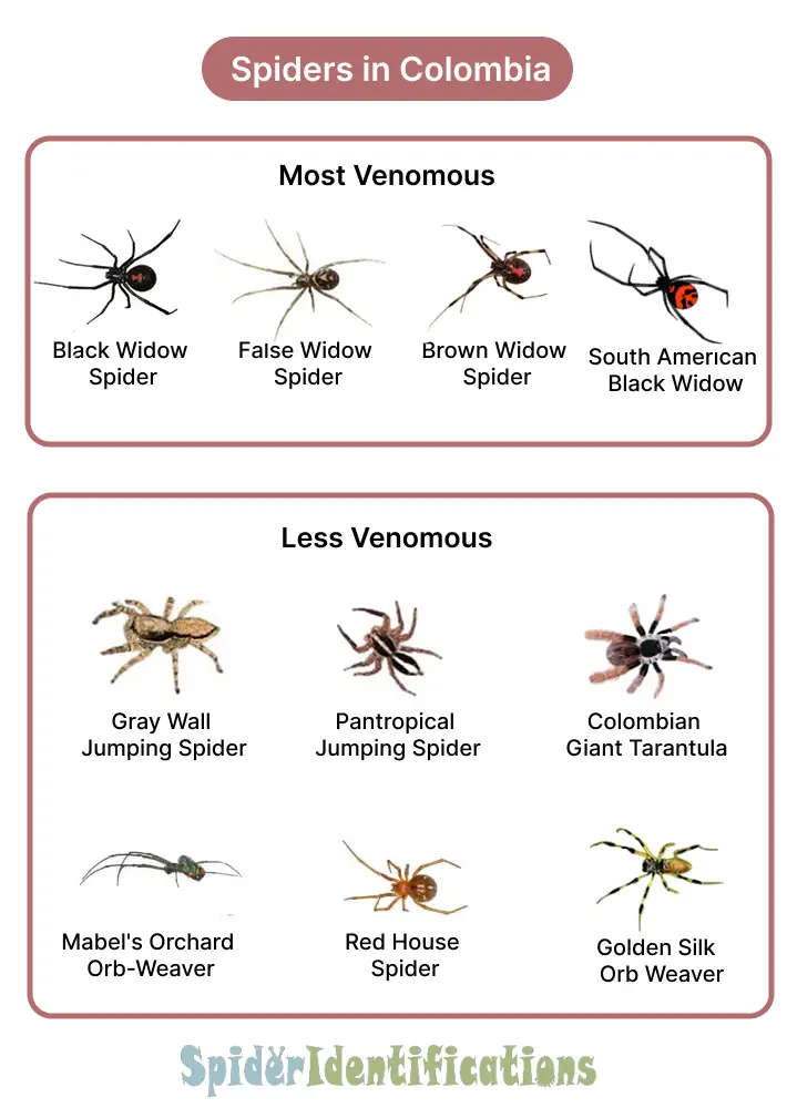Types of Spiders in Colombia: List with Pictures