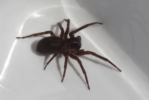 Amaurobius Ferox