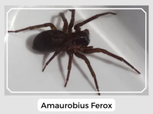 Amaurobius Ferox
