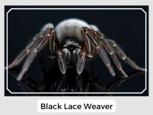 Black Lace Weaver Image