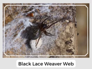 Black Lace Weaver Web