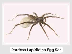 Pardosa lapidicina Egg Sac