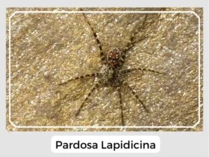 Pardosa lapidicina Image