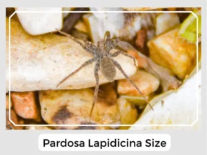 Pardosa lapidicina Size